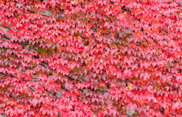 Beautiful bright red ivy background. Hedera or ivies vibrant red autumn leaves over stone wall for background or mockup. Red ivy close up. — Stock Photo, Image