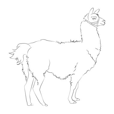  Lama ve alpaka bir güzel gerçekçi el çizilmiş kroki. Vektör çizim. Beyaz arka plan üzerinde izole Lama anahat portre. Kart veya baskı için kavram