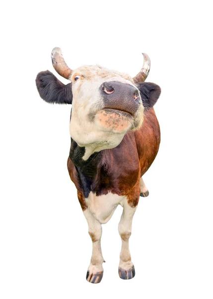 有趣的可爱的奶牛与大鼻子隔离在白色。看着镜头发现黑白好奇的牛靠近了。滑稽的母牛枪口接近。农场动物. — 图库照片