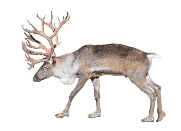 Renna forestale finlandese isolata su sfondo bianco. Il cervo della foresta finlandese è una sottospecie rara e minacciata di renna originaria della Finlandia e della Russia nordoccidentale . — Foto Stock