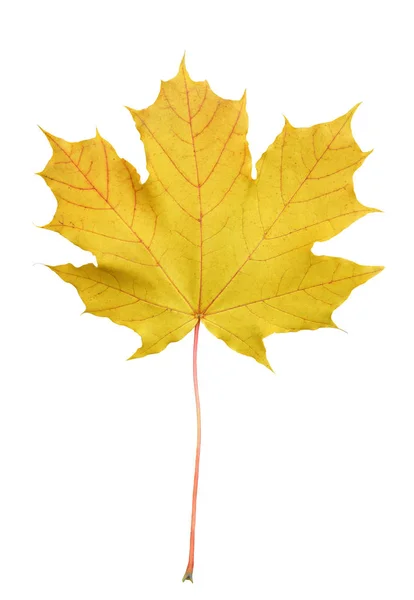 아름 다운 밝은 노란색 단풍 나무 겹 판 흰색 배경에 고립 메이플 트리 잎을 닫습니다.. — 스톡 사진