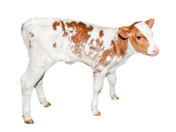 Красивый маленький красный и белый пятнистый теленок, изолированный на белом. Смешная рыжая корова в полный рост, изолированная на белом фоне. Фермерские животные. Теленку исполнилось две недели.
