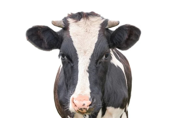 Engraçado Vaca Bonito Isolado Fundo Branco Olhando Para Câmera Preto — Fotografia de Stock