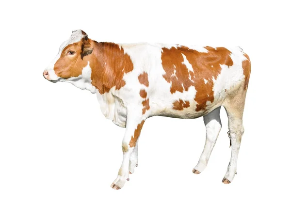 美丽的年轻母牛在白色背景隔绝了 滑稽的红色和白色斑点母牛全长隔离在白色背景 — 图库照片