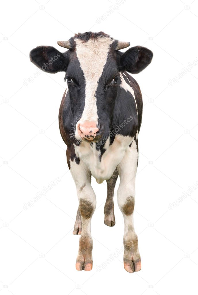 Funny cute young cow full length isolated on white. Looking at the camera black and white curious spotted cow close up. Funny cow muzzle close up. Farm animals. 