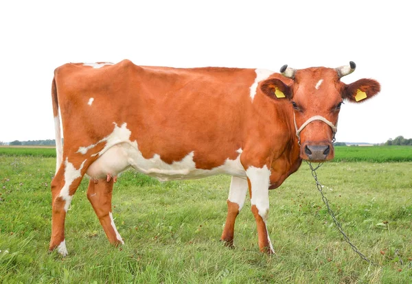 Vaca Engraçada Campo Verde Olhando Diretamente Para Câmera Perto Animais — Fotografia de Stock