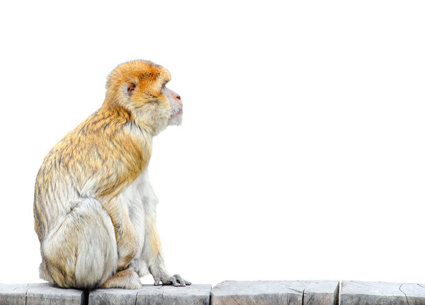 Monkey isolated on white background. Barbary macaque sitting on wooden fence isolated on white background.  Funny Barbary ape or magot looking at free empty space. 
