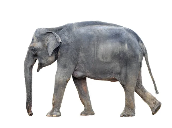 白色背景的大灰行走大象 站在大象全长关闭 亚洲女性大象 — 图库照片