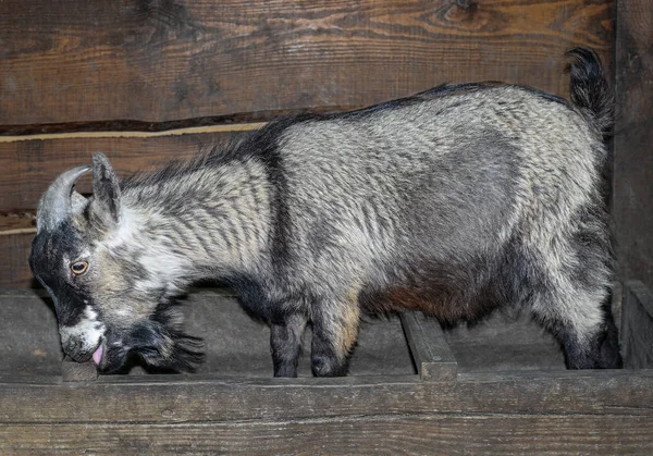 Funny grey goat eating in the barn. Goat close up in front of wooden background. Farm animals.