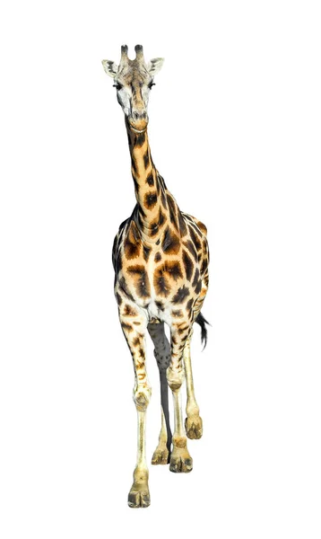 Mladá Žirafa Stojící Izolovaných Bílém Podkladu Celé Délce Zábavná Žirafa — Stock fotografie
