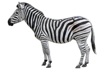 Beyaz arka planda izole edilmiş genç ve güzel bir zebra. Zebra yaklaş. Zebra tam uzunlukta. Hayvanat bahçesi hayvanları. 