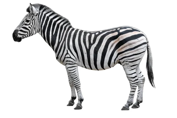 Beyaz arka planda izole edilmiş genç ve güzel bir zebra. Zebra yaklaş. Zebra tam uzunlukta. Hayvanat bahçesi hayvanları. 