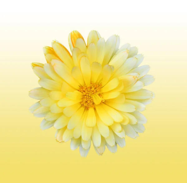 Gorgeous yellow Dahlia isolated on gradient background close up. Dahlia is a genus of bushy, tuberous, herbaceous perennial plants native to Mexico. Garden flower plants.