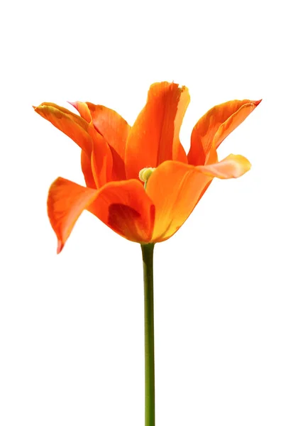 Tulpe Isoliert Auf Weiß Leuchtend Orangefarbene Tulpe Aus Nächster Nähe — Stockfoto