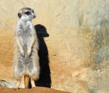 Çok komik Meerkat Manor bulanık bokeh olarak hayvanat bahçesi ve parlak mavi gökyüzü ve ağaçlar bir açıklıkta oturur. Çöl faresi veya suricate Firavun faresi ailesine ait küçük bir carnivoran var. Meerkat yakın çekim.