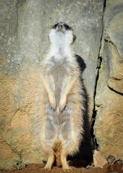 Very Funny Meerkat Manor Sits Clearing Zoo Bright Blue Sky — Stock Photo, Image