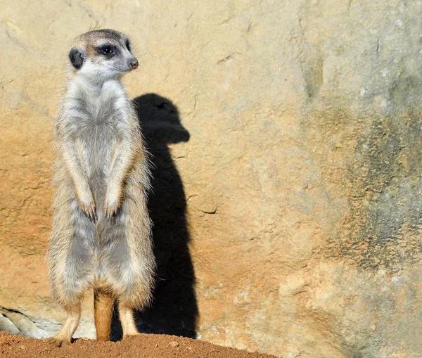 Very Funny Meerkat Manor Sits Clearing Zoo Bright Blue Sky — Stock Photo, Image