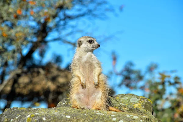 Дуже Смішні Meerkat Manor Сидить Галявині Зоопарку Яскраві Синє Небо — стокове фото