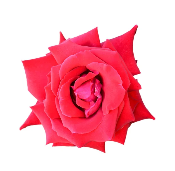 Beautiful Red Rose Close Red Rose Isolated Tender Rose Head — Stock Photo, Image