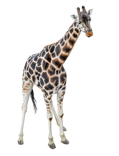 年轻的长颈鹿站立全长孤立的白色背景 滑稽的步行长颈鹿关闭 动物园动物隔离 — 图库照片
