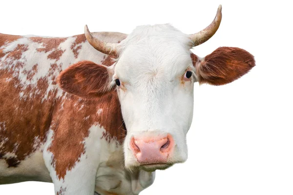 Vaca Engraçada Olhando Para Câmera Isolada Fundo Branco Vaca Vermelha — Fotografia de Stock
