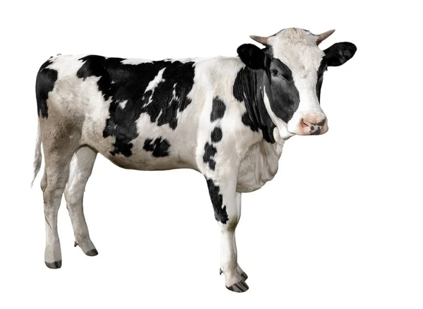 Spotted Black White Cow Full Length Isolated White Sapi Lucu — Stok Foto