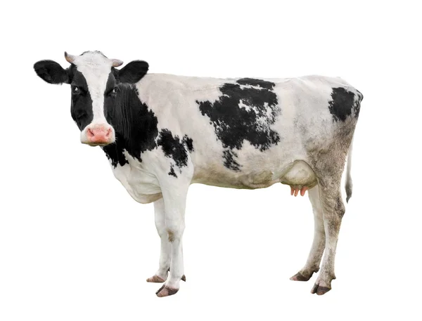 Vache Noire Blanche Tachetée Pleine Longueur Isolée Sur Blanc Drôle — Photo