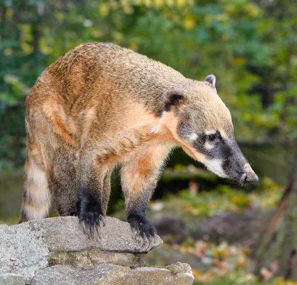 Oati Släkten Näsbjörnar Och Nasuella Även Känd Som Coatimundi Medlem — Stockfoto