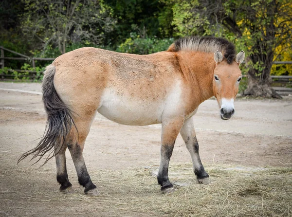 Cavalo Przewalski Cavalo Dzungarian Zoológico Przewalski Uma Subespécie Rara Ameaçada — Fotografia de Stock