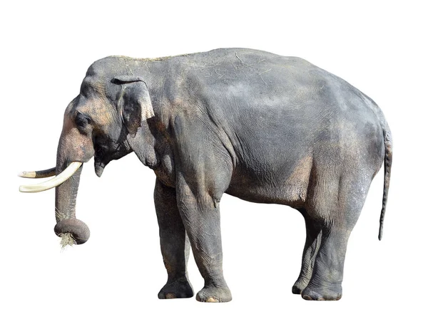 象をクローズ アップ 歩く象工作セット ホワイト バック グラウンド上に分離されて大きな灰色 立っている象全長をクローズ アップ トランクに干し草の小さなバンドルに雌のアジアゾウ — ストック写真