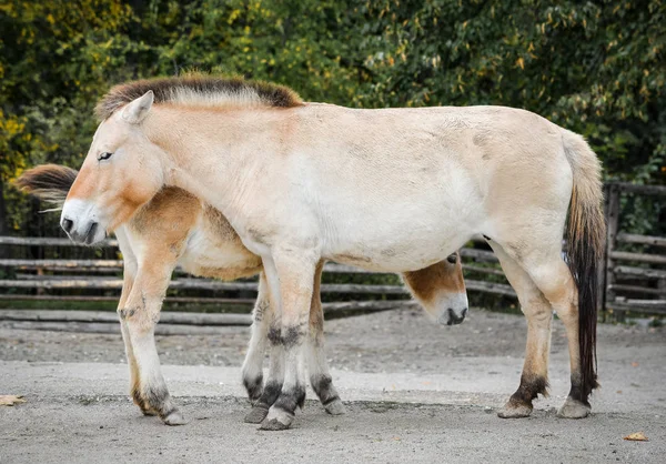 Kaksi Hauskaa Przewalski Hevosia Tai Dzungarialainen Hevosia Eläintarhassa Przewalski Hevonen — kuvapankkivalokuva