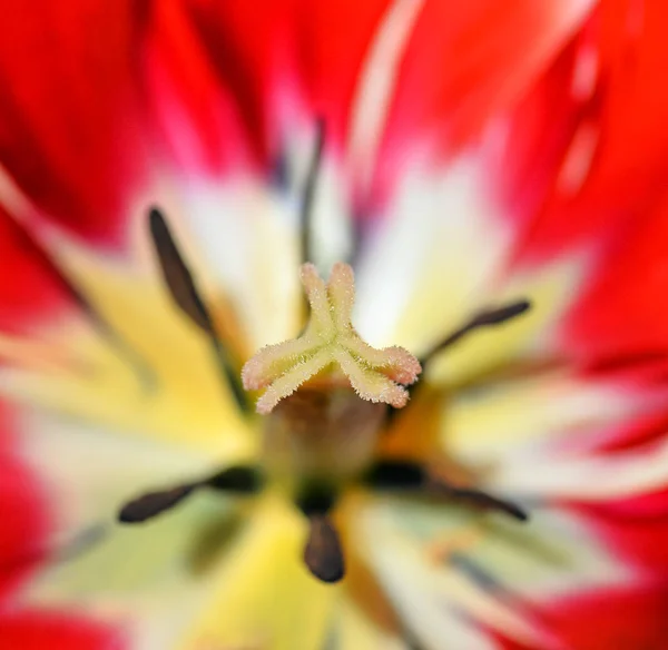 チューリップの花をクローズ アップ おしべの赤いチューリップの花の中心部のマクロ写真 春の花の背景 — ストック写真