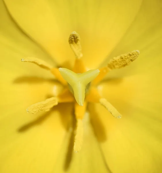 チューリップの花をクローズ アップ おしべの黄色のチューリップの花の中心部のマクロ写真 春の花の背景 — ストック写真