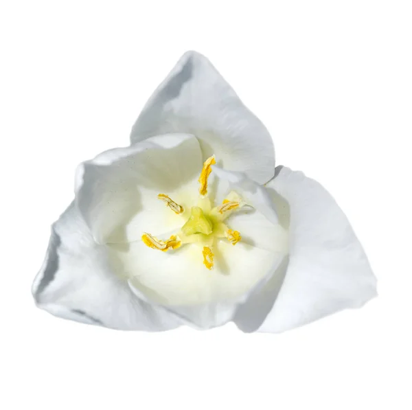 Tulipano Testa Isolata Tulipano Bianco Tenero Vicino Fiore Primavera — Foto Stock