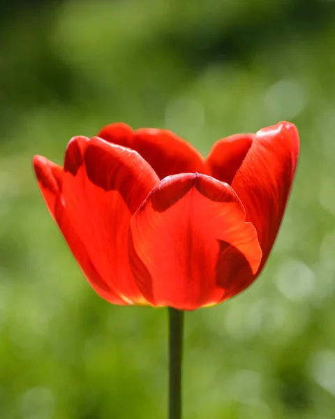 Tulipán Cerca Fondo Verde Borroso Tulipán Rojo Brillante Fondo Borroso —  Fotos de Stock