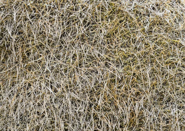 Hay Tło Zbliżenie Stary Tekstura Siana Suchej Trawy Naturalne Podłoże — Zdjęcie stockowe