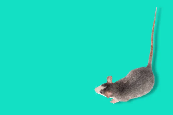 Drôle de jeune rat isolé sur bleu. Animaux rongeurs. Rat domestique en gros plan . — Photo