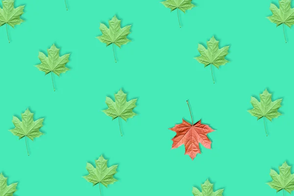 Unique red leaf among many green leaves isolated on blue or mint background.