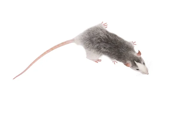 Jeune rat gris isolé sur fond blanc. Animaux de compagnie rongeurs . — Photo