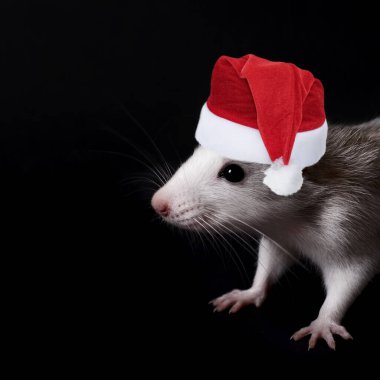 Siyah arka planda izole edilmiş Noel şapkalı komik gri farenin portresi..