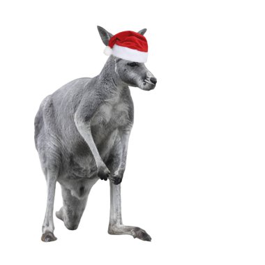 Beyaz arka planda izole edilmiş Noel şapkalı erkek kanguru..
