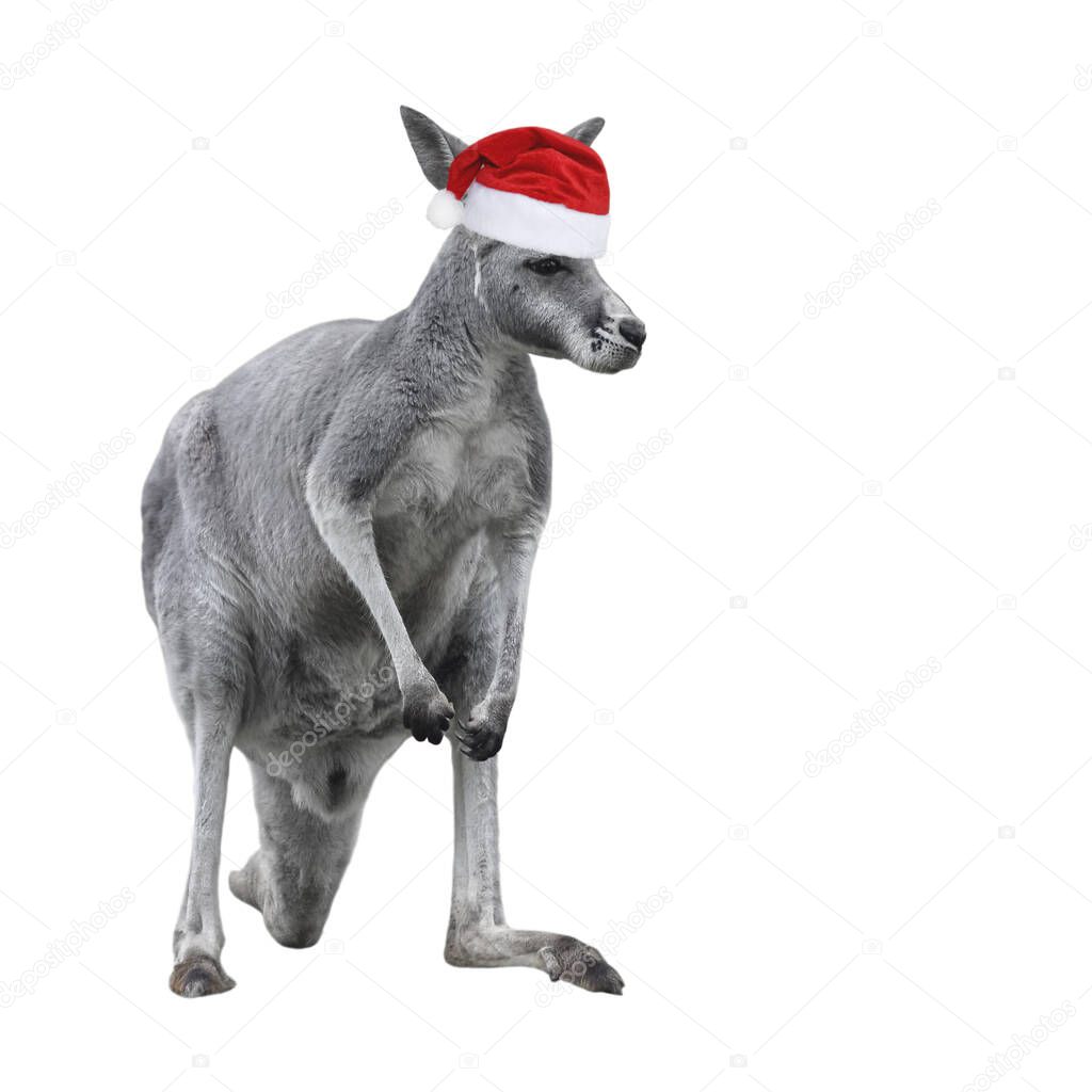 Male kangaroo in Christmas hat isolated on white background.