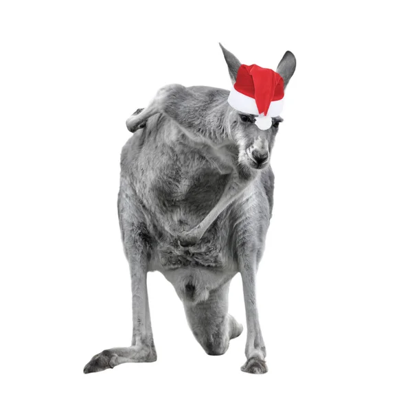 Мужчина кенгуру в Рождественской шляпе изолирован на белом фоне. — стоковое фото