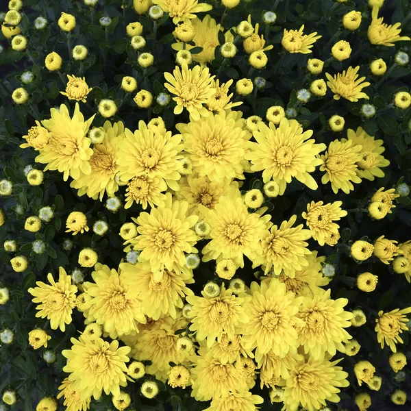 Floraison de chrysanthèmes jaunes dans le jardin d'automne . — Photo