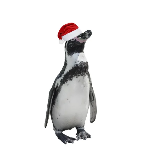 Funny penguin in red santa claus hat isolated on white. — Stock Photo, Image