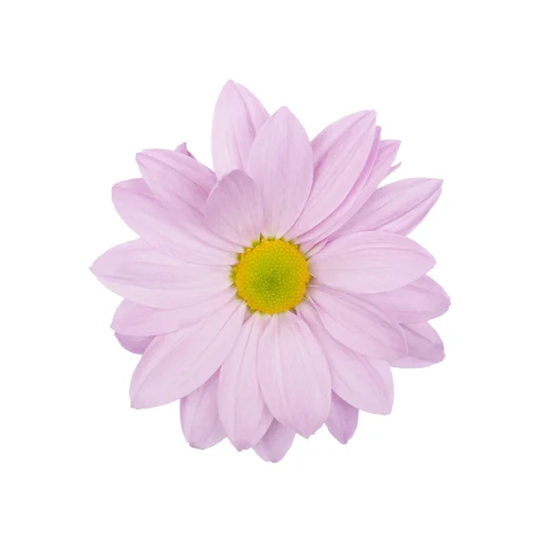 Margherita lilla, camomilla o crisantemo macro foto isolata  . — Foto Stock