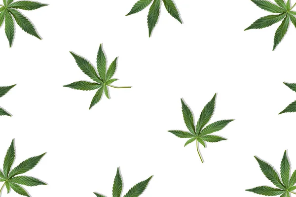 Hoja de cáñamo o cannabis aislada sobre fondo blanco. Vista superior, plano . — Foto de Stock