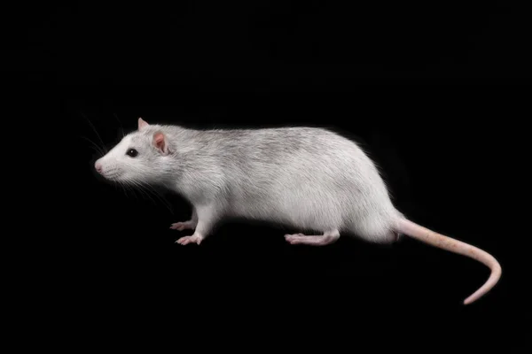 Rato comprimento total isolado no fundo escuro . — Fotografia de Stock