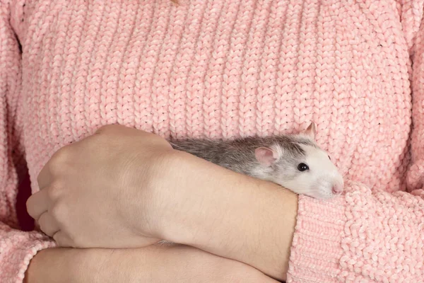 The girl in pink pullover neatly and gently holds a cute gray rat close up. — Stock Photo, Image