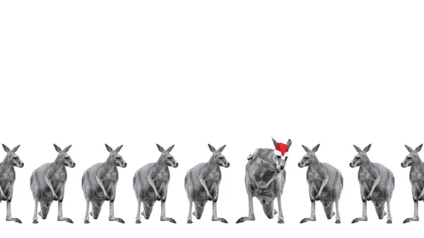 Мужчины кенгуру в рождественских шляпах изолированы на белом фоне. Копирование пространства . — стоковое фото